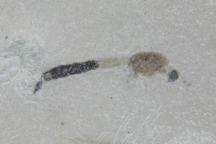 Fossil Crane Fly Larvae - Green River Formation, Utah #76070
